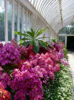 Botanic Gardens - Fleurs sous la serre