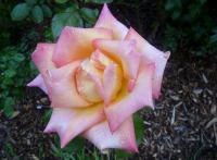 Une belle rose aux perles de pluie